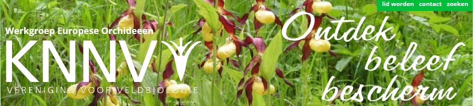 europ orchidee